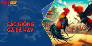 Các Giống Gà Đá Hay: Gợi Ý Chọn Dòng Chuẩn Để Vào Tiền Mạnh