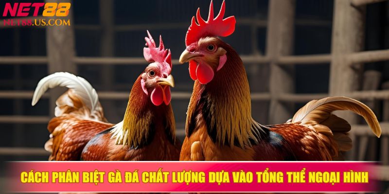 Cách phân biệt gà đá chất lượng dựa vào tổng thể ngoại hình