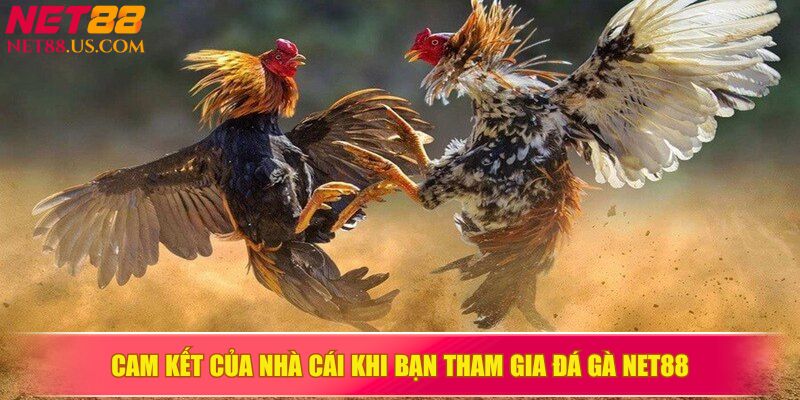 Cam kết bảo mật và công bằng khi tham gia đá gà NET88