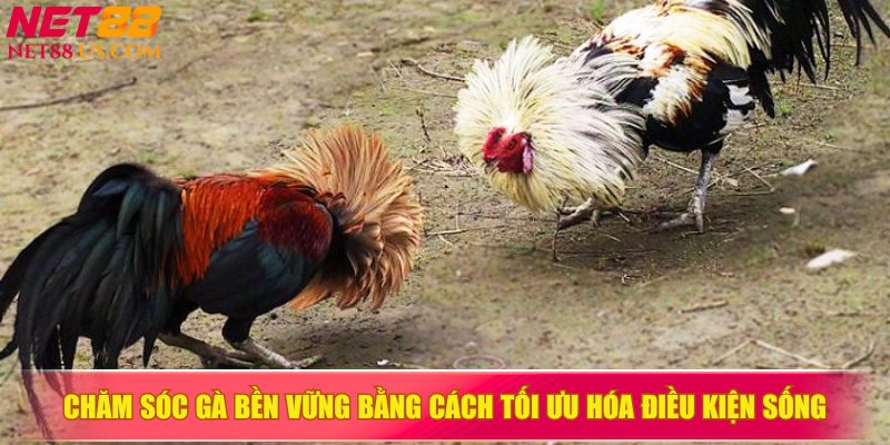 Chăm sóc gà bền vững bằng cách tối ưu hóa điều kiện sống