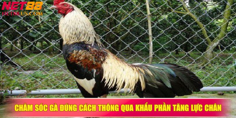 Chăm sóc gà đúng cách thông qua khẩu phần tăng lực chân