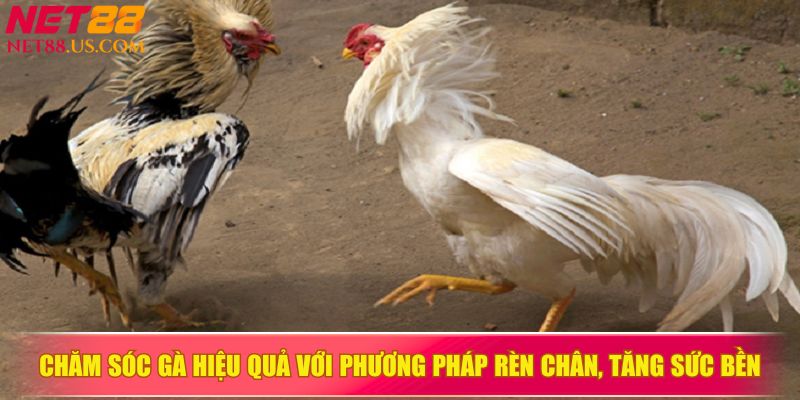 Chăm sóc gà hiệu quả với phương pháp rèn chân, tăng sức bền