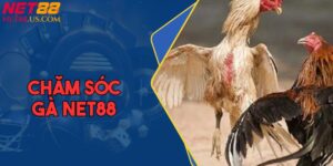 Chăm Sóc Gà | Kỹ Thuật Nuôi Sung Lực, Không Xuống Chân Khi Đá