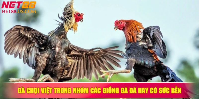 Gà chọi Việt trong nhóm các giống gà đá hay có sức bền
