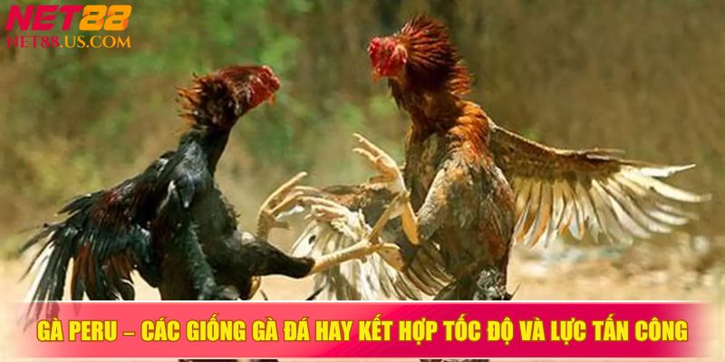 Gà Peru – các giống gà đá hay kết hợp tốc độ và lực tấn công