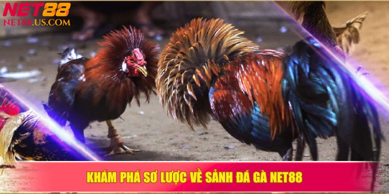 Khám phá nhanh về sảnh đá gà tại NET88