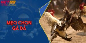 Mẹo Chọn Gà Đá - Kỹ Thuật Bắt Tướng Chuẩn Từ NET88