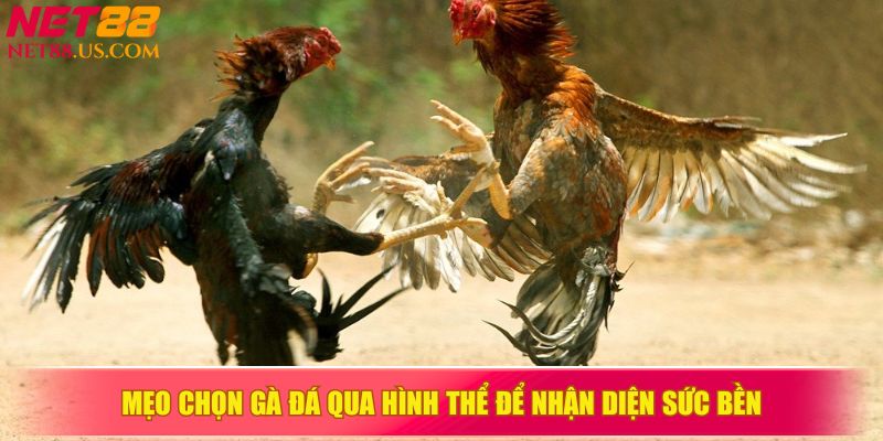 &nbsp;Mẹo chọn gà đá qua hình thể để nhận diện sức bền