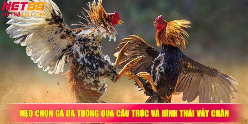 Mẹo chọn gà đá thông qua cấu trúc và hình thái vảy chân