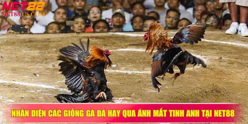 Nhận diện các giống gà đá hay qua ánh mắt tinh anh tại NET88&nbsp;